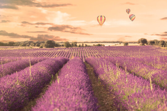 Mujer disfrutando de los campos de lavanda