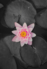 Beautiful water violet pink rose color waterlily lotus flower in nature with leaves