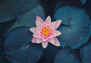 Beautiful water violet pink rose color waterlily lotus flower in nature with leaves