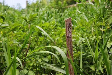 Handwritten garden sign designating a row of potato plants.