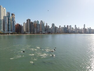 Dolphins