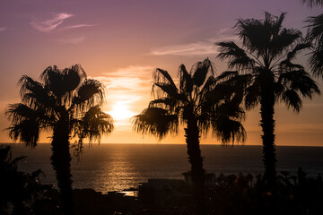 Fototapeta na wymiar Palms in Los Cabos