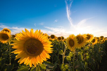 Sunflowers in a wide field during a sunny day, Italy
