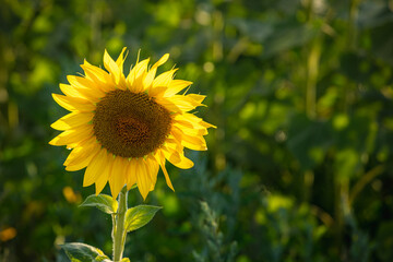 Sunflower with blurred light sunshine during the sunset