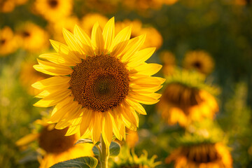Sunflower with blurred light sunshine during the sunset