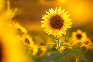 Sunflower with blurred light sunshine during the sunset