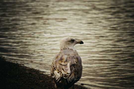 M&ouml;we an der See