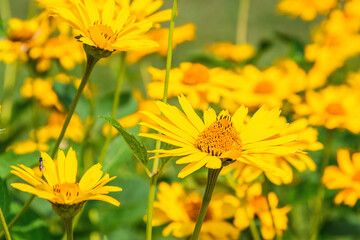 Closeup of yellow Arnica(Arnica Montana) 