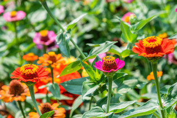 Closeup images of red, pink, magenta, orange, yellow flowers of zinnia