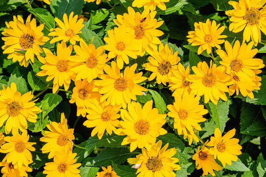 Closeup of yellow Arnica(Arnica Montana) 