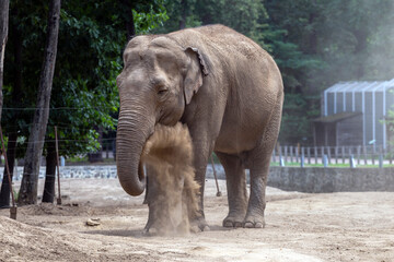 Asian elephant at Sosto Zoo