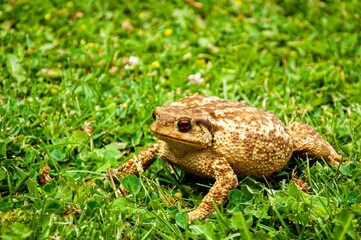 frog on the grass