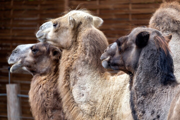 Bactrian camels at Sosto Zoo