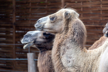 Bactrian camels at Sosto Zoo