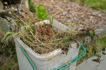 A bucket of garden weeds and waste vegetation collected