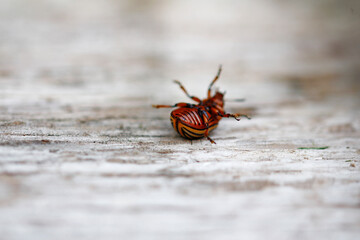 Colorado beetle