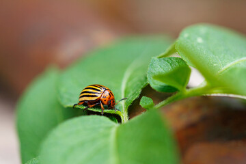 Colorado beetle