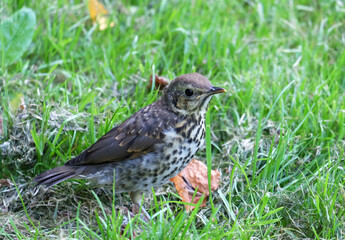 Fieldfare thrush (Turdus pilaris) chick sitting in the grass, macro photography. selective focus, horizontal orientation.