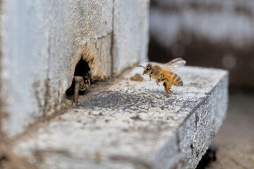 flying bee entering the hive