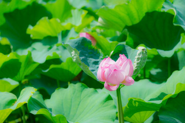 東京都台東区上野にある不忍池に咲く蓮の花