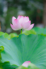 東京都台東区上野にある不忍池に咲く蓮の花