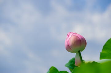 東京都台東区上野にある不忍池に咲く蓮の花