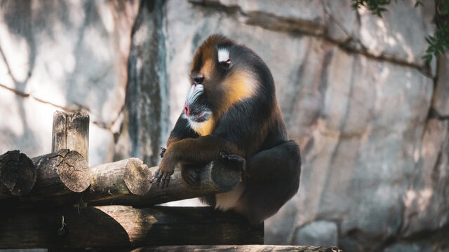monkey
