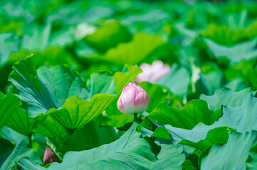 東京都台東区上野にある不忍池に咲く蓮の花