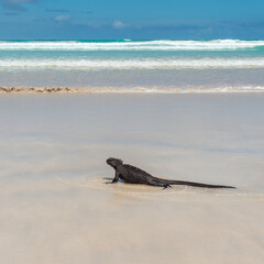 Marine Iguana (Amblyrhynchus cristatus) on Tortuga Beach in square format, Santa Cruz island, Galapagos, Ecuador.