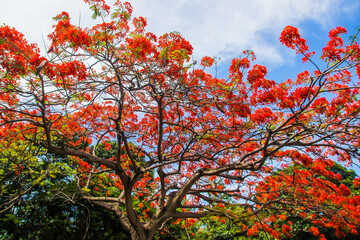 Tahiti tropical lush vegetation, flowers, plants, trees, leaves, palms, Tahiti, French Polynesia,...