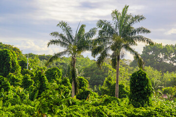 Fototapeta na wymiar Tahiti beautiful green tropical mountains, rainforests, scenery, landscapes, Tahiti, French Polynesia, Pacific islands