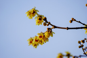 黄色い花を咲かせた蝋梅の木