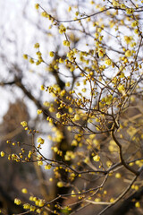 黄色い花を咲かせた蝋梅の木