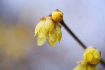 黄色い花を咲かせた蝋梅の木