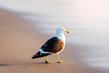 seagull walking on the beach at sunset
