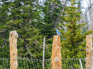 Close up shot of a Mountain bluebird standing on a fence