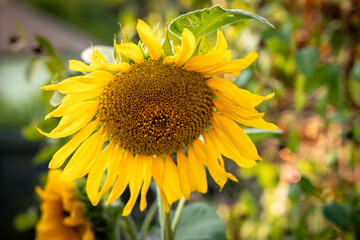 Sunflower, yellow sunny flower, closeup, beautiful sunshine bokeh, summer vibes