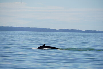 Fototapeta premium ホエールウオッチング クジラ 背びれ 鯨 レジャー 海 楽しい 夏休み バンクーバー 水面