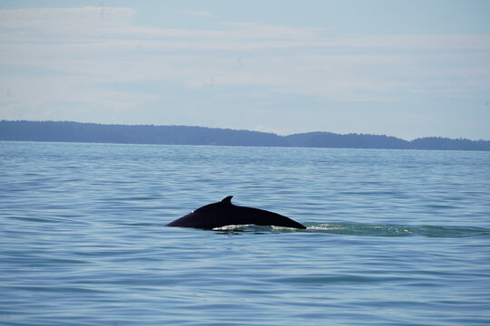 ホエールウオッチング　クジラ　背びれ　鯨　レジャー　海　楽しい　夏休み　バンクーバー　水面