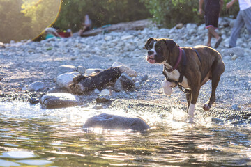 Playful and Funny Boxer Dog swimming in the water. Hot Sunny Summer Day. Alouette Lake in Maple Ridge, Greater Vancouver, British Columbia, Canada.