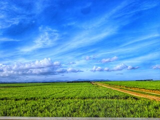 Fototapeta premium field and blue sky