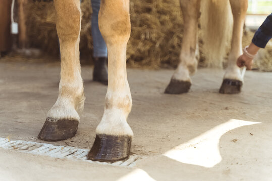 Horsewoman applying Oil on a horse hoof. Light brown horses hooves are being oiled by its owner. Taking care and grooming of horses concept. Oiling hoof to protect them from damage. - Powered by Adobe