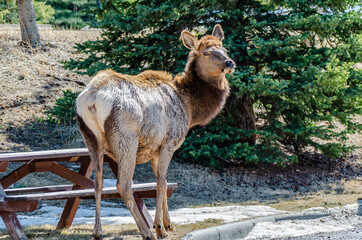 Female (cow) elk beside a picnic table in the city - Powered by Adobe