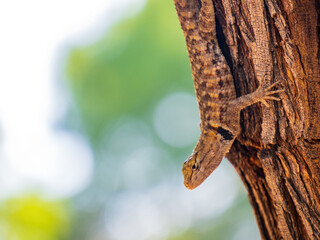 Close up shot of a Lizard resting on a tree trunk