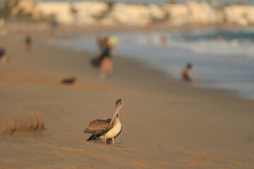 un pelicano en la playa , pelican
