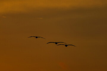 Pelicans fly at dusk in a bay