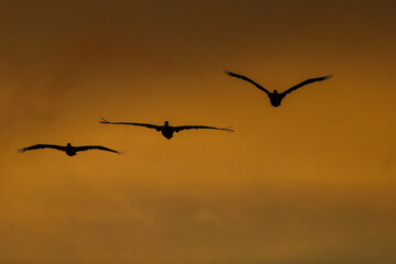 Pelicans fly at dusk in a bay