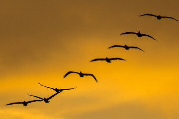 Pelicans fly at dusk in a bay
