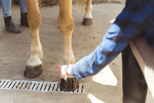 Hands of a girl applying Oil on a horse hoof. Light brown horses hooves are being oiled by its owner. Taking care and grooming of horses concept. Oiling hoof to protect them from damage. - Powered by Adobe
