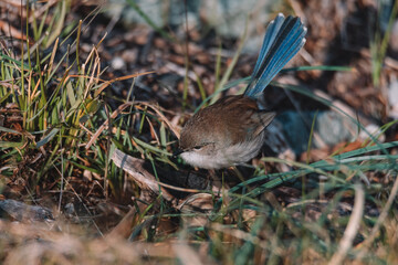 Superb Fairy wren bird sitting in a bush.